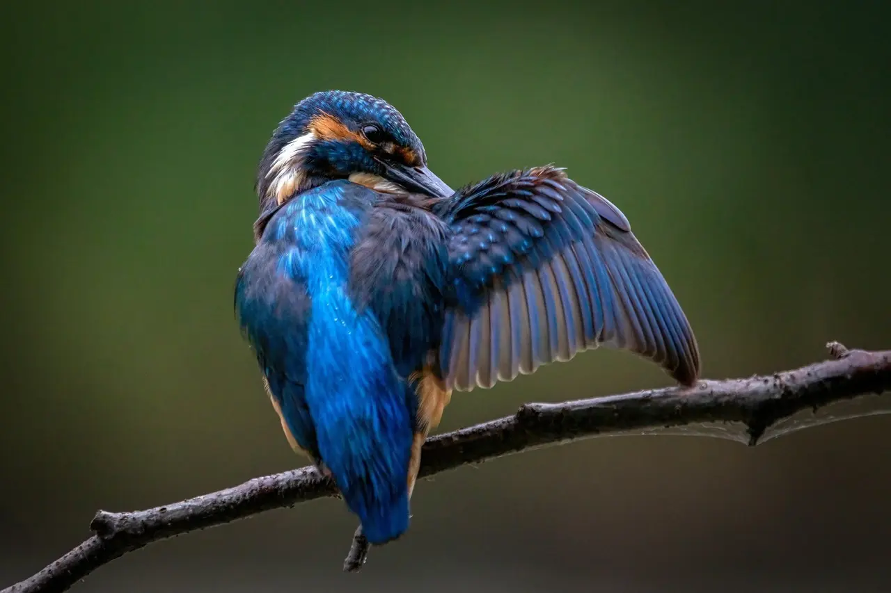 Tips for Kultiveret i Krydsord