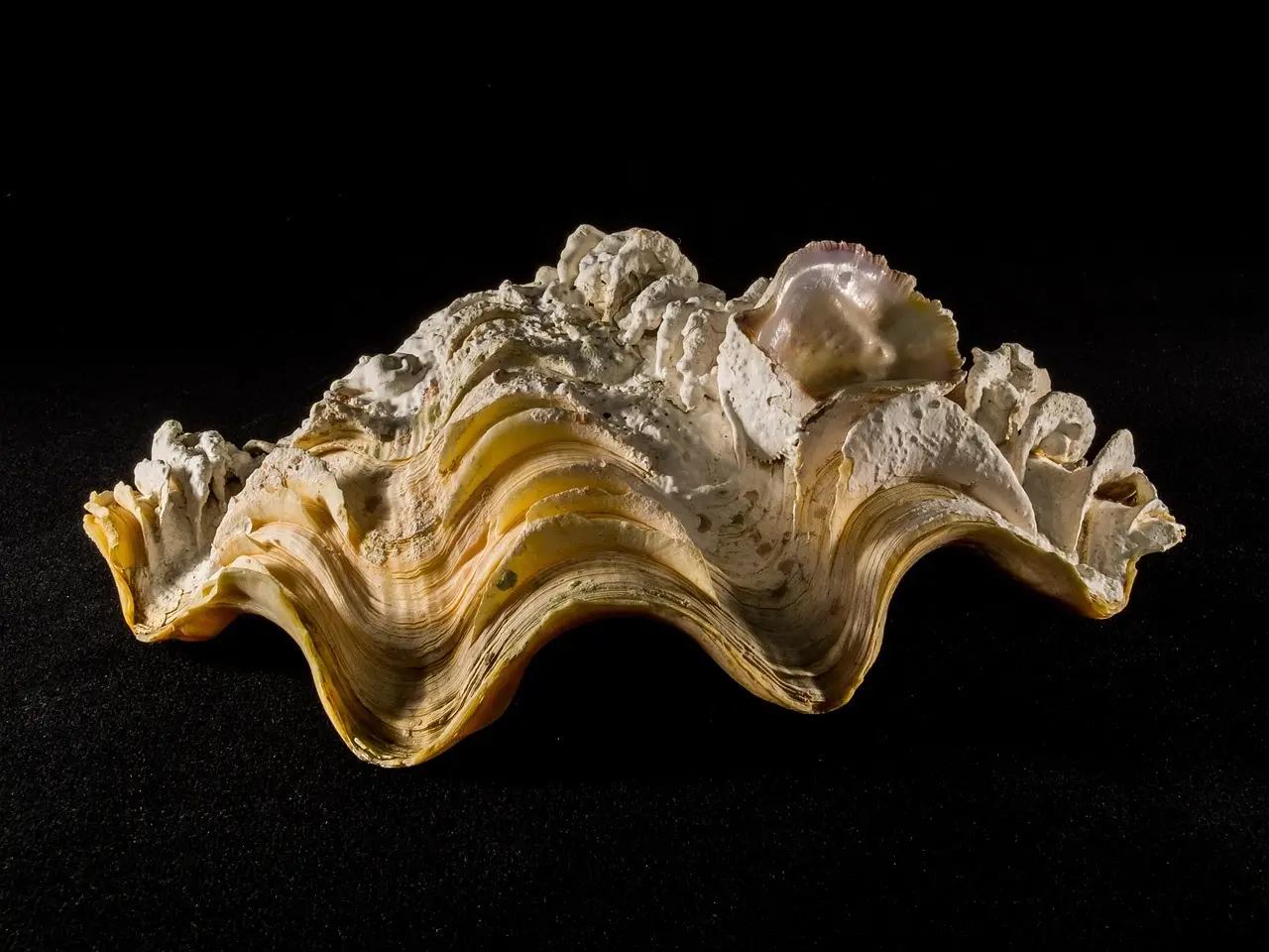 Krydsord Synonymer for Dannelse