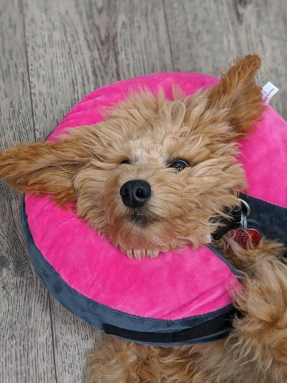 5 ting, der afgør prisen på hundeforsikring