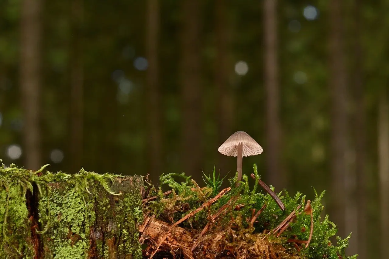 Er et verdensindeks nok, eller bør jeg overvægte small cap?