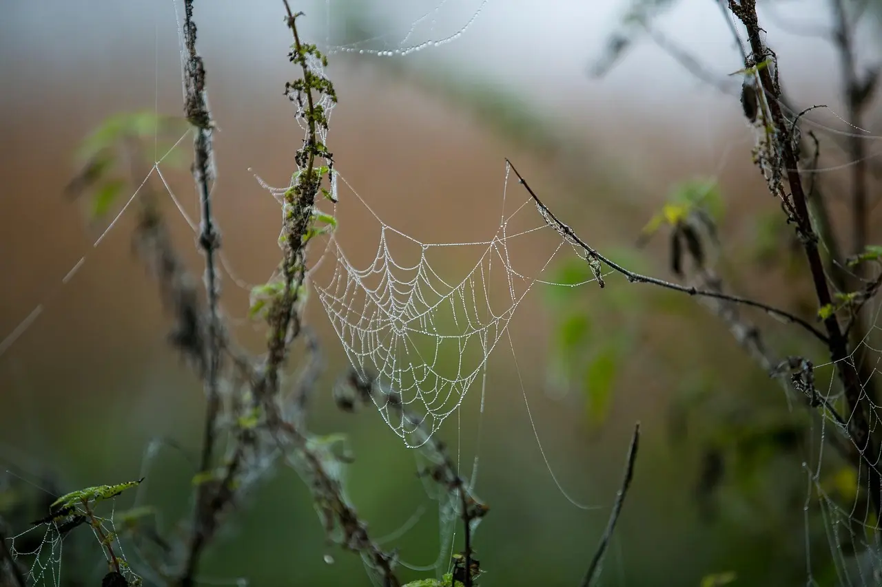 Hjælp til Væv i Krydsord