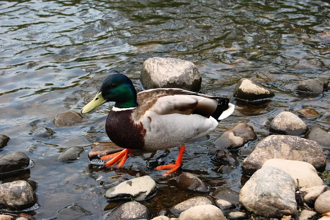 Kvinde Svar til dit krydsord