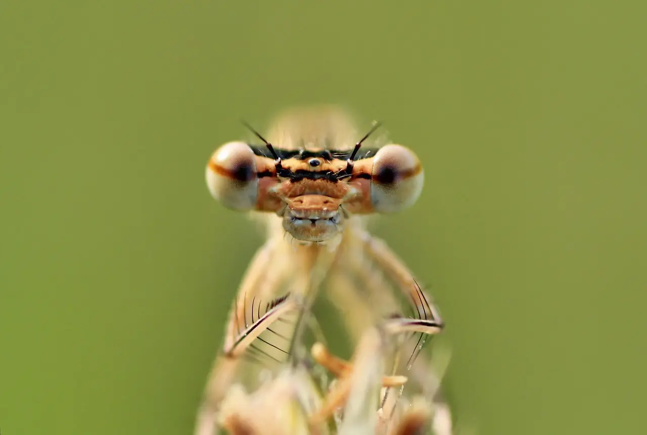 Sådan beregner du renters rente med månedlige indskud