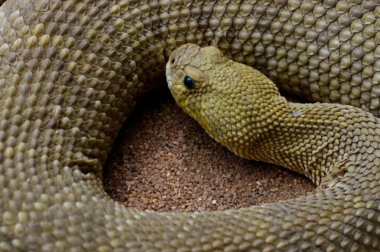 Slanger - løsning til dit krydsord