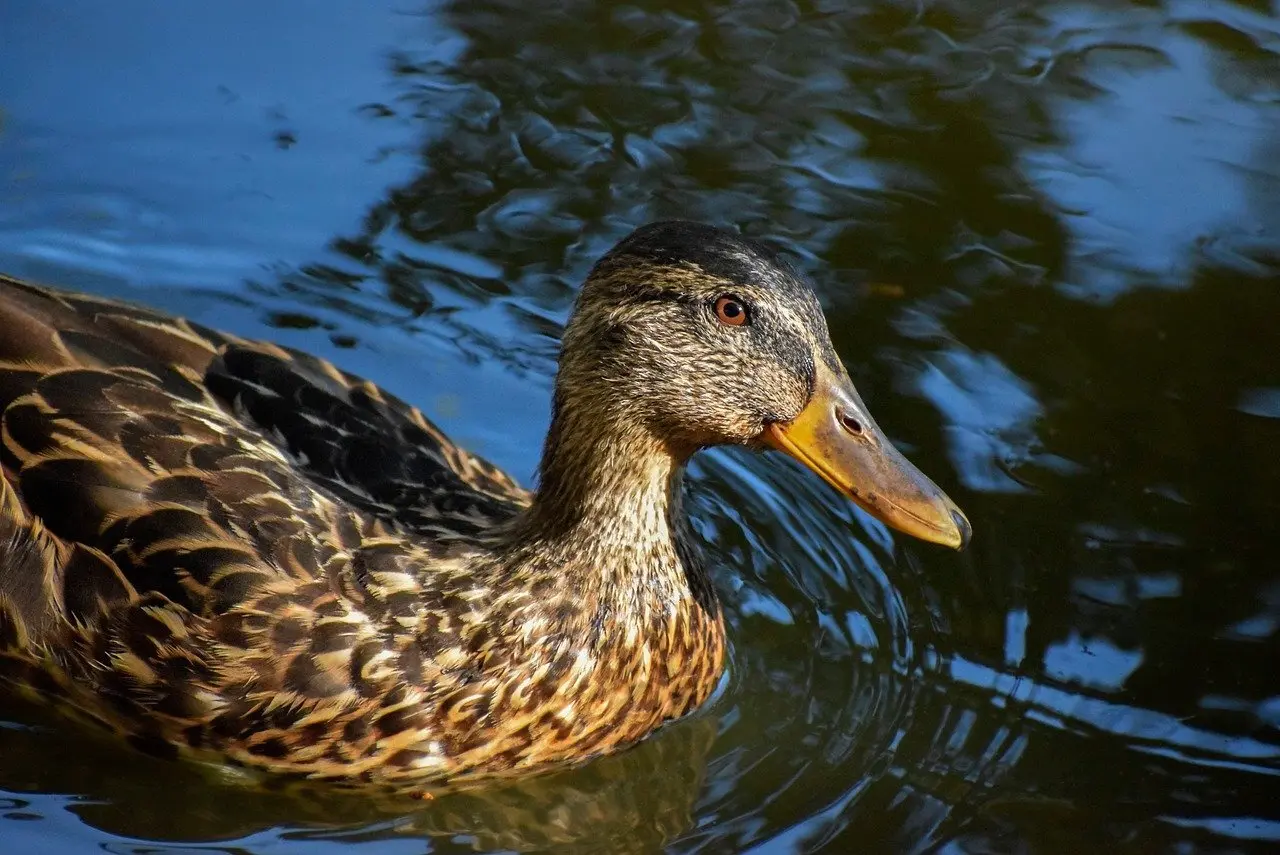 Tips til Spærhage krydsord